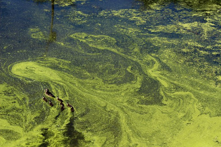 Harmful algal bloom (HAB) in a water body