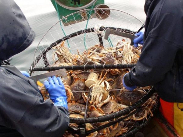 west coast crabs impacted by habs