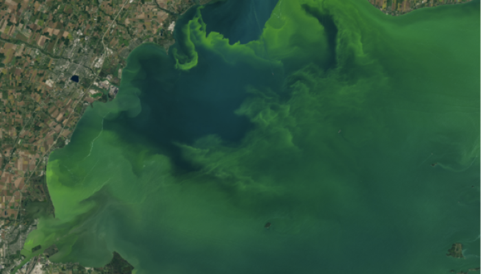 cyanobacteria harmful algal bloom (habs)
