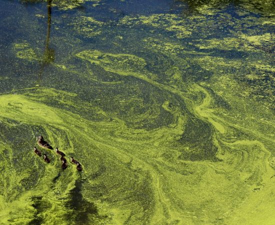Harmful algal bloom (HAB) in a water body
