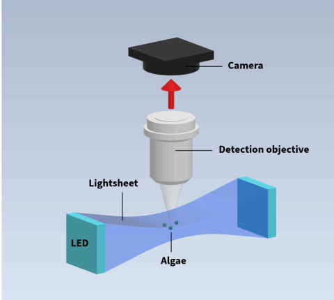 smooth_lightsheet_labled